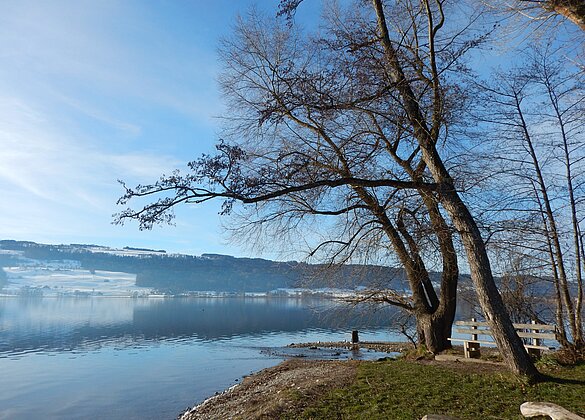 Sonniger Wintertag am Baldeggersee.