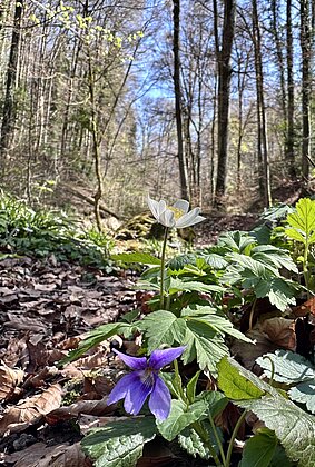 Der Frühling hat den Wald erreicht!