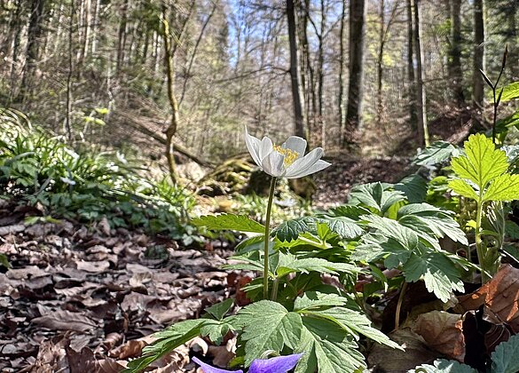Der Frühling hat den Wald erreicht!
