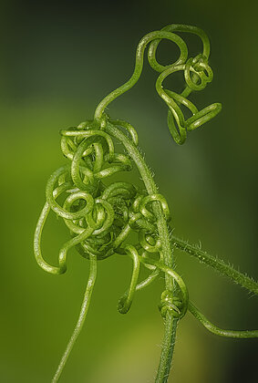 Wirren der Natur