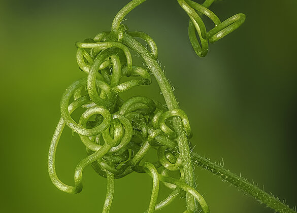 Wirren der Natur