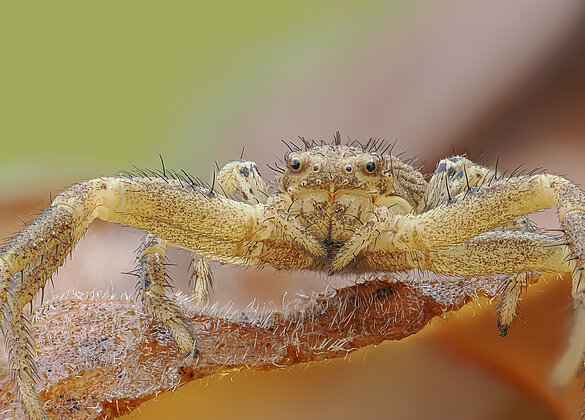 Krabbenspinne ist ein Lauerjäger und webt kein Nest