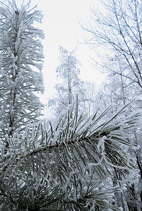 Der Nebel hat auch seine schönen Seiten