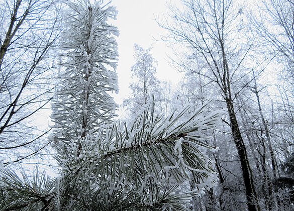 Der Nebel hat auch seine schönen Seiten