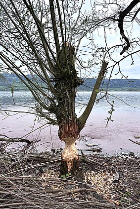 Der Biber wirkt am Baldeggersee