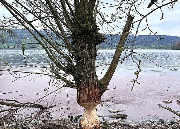 Der Biber wirkt am Baldeggersee