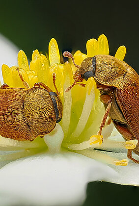 Zwei Himbeerkäfer beim gemeinsamen Naschen