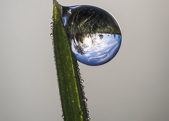 Die Umgebung steht Kopf im Tautropfen