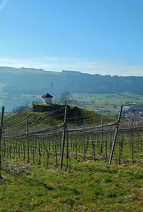 Rebberg Cheiserspon im Vorfrühling.