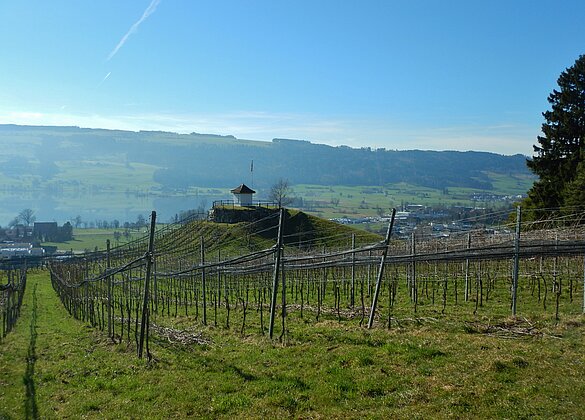 Rebberg Cheiserspon im Vorfrühling.