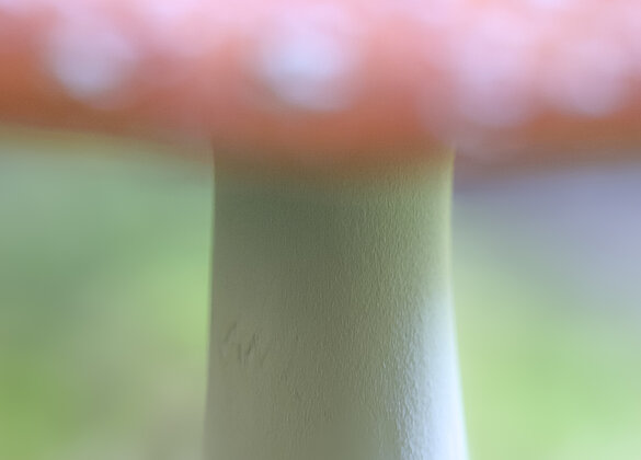 Ein etwas anderer Blick auf einen Fliegenpilz.