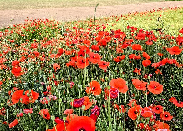 Mohnblumen