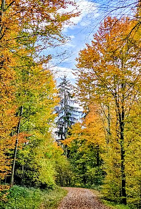 Bunte Blätter fallen