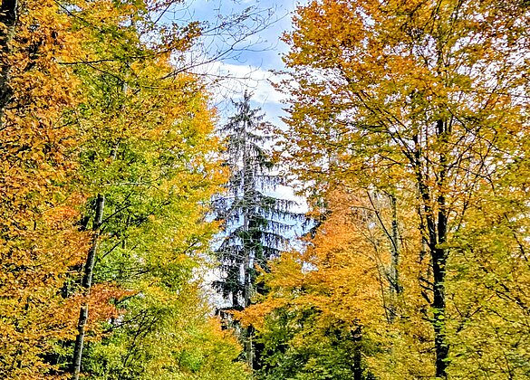 Bunte Blätter fallen
