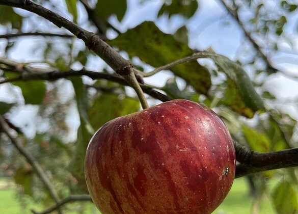 Saftig reifer Apfel - ein Anblick zum Anbeissen
