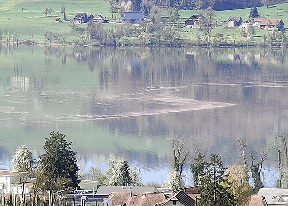 Algenteppich auf dem Baldeggersee