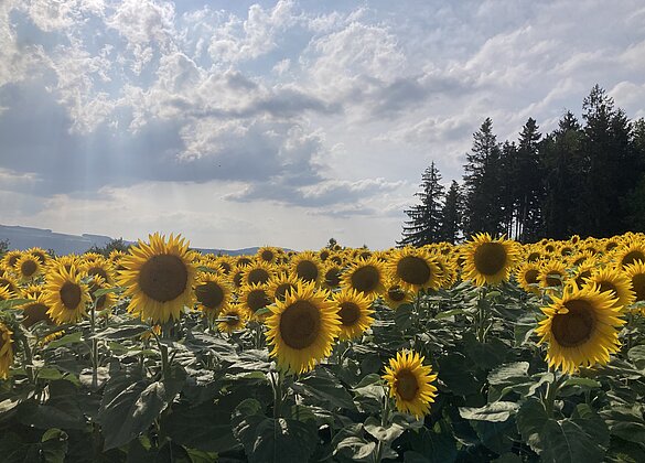 Ein Feld voller Sonnenblumen 