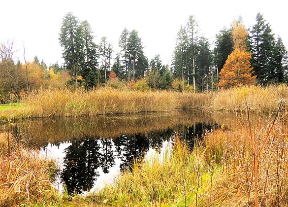 Novemberstimmung im Vogelmoos
