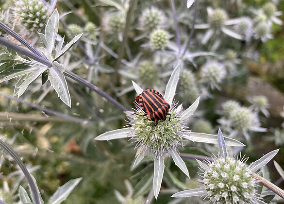 Streifenwanze im heimischen Garten