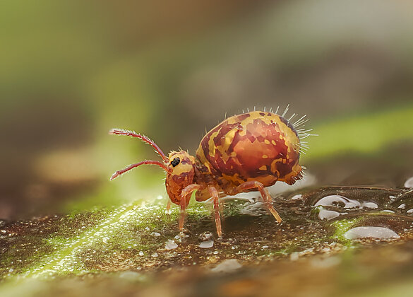 Fleissiger Kugelspringer verwandelt Laub zu Humus