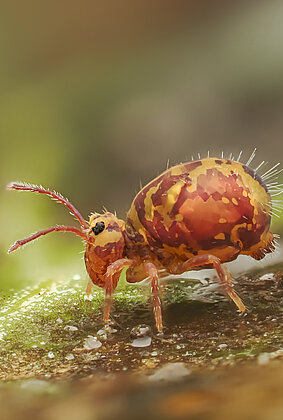 Fleissiger Kugelspringer verwandelt Laub zu Humus