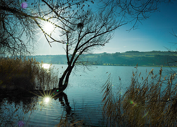 Wo ist der Winter?Spaziergang am Baldeggersee