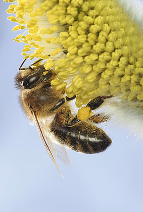 Bienen summen in den blühenden Weiden.