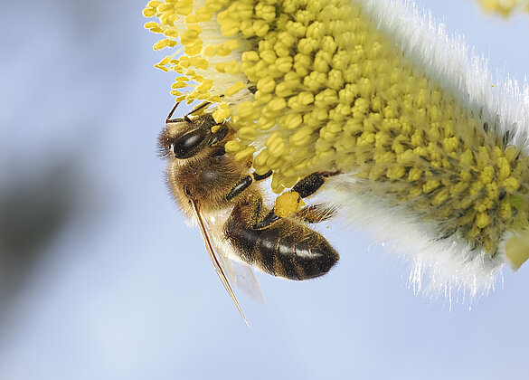 Bienen summen in den blühenden Weiden.