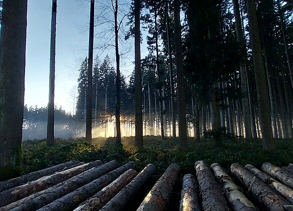 Ooh du schöner Tannenbaum, was ist von dir geblieben 