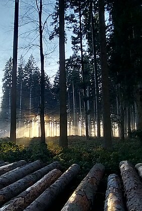 Ooh du schöner Tannenbaum, was ist von dir geblieben 