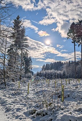 Winter im Römerswilerwald