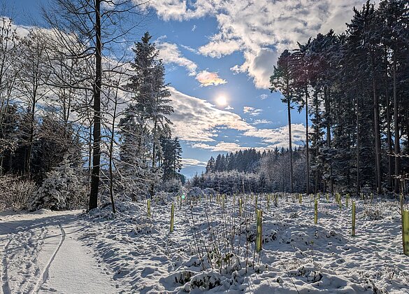 Winter im Römerswilerwald