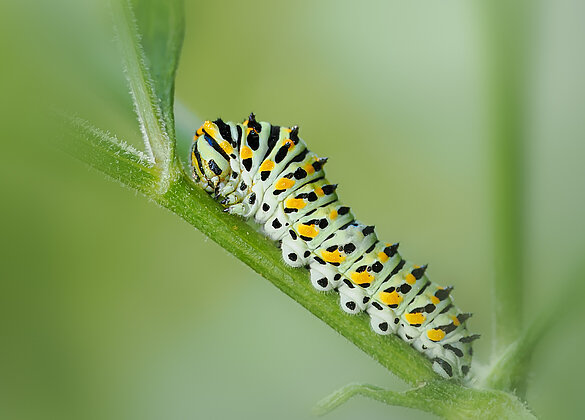Raupe des Schwalbenschwanzes