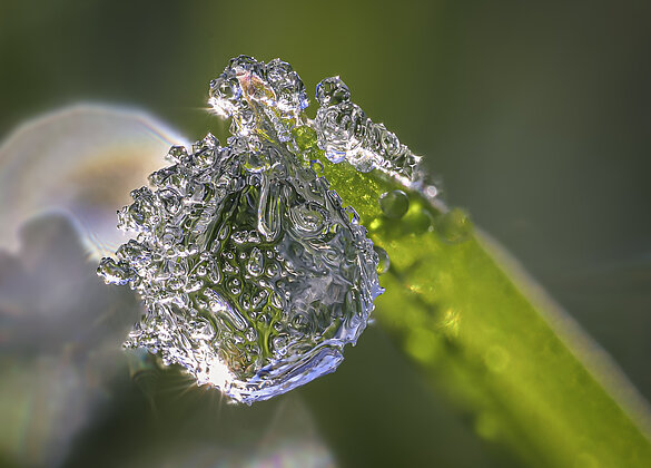 Natürliche Weihnachtskugel: eisig gefrorener Tautropfen.