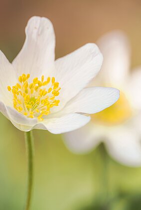 Frühlingsfarben: blühende Buscgwindröschen