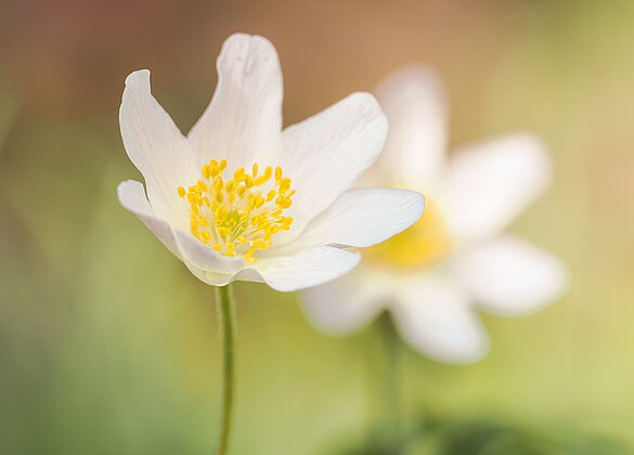 Frühlingsfarben: blühende Buscgwindröschen