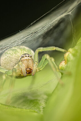 Grüne Kräuselspinne lauert unter zeltartigem Gespinst