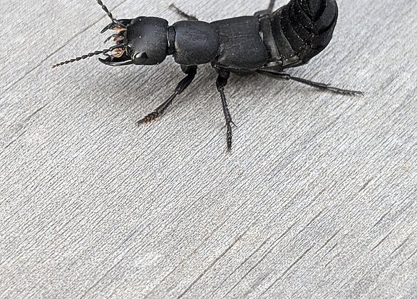 Lass mich in Ruhe (Schwarzer Moderkäfer)