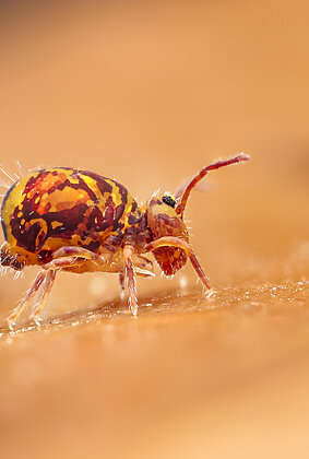 Auch kleine Kugelspringer müssen mal...