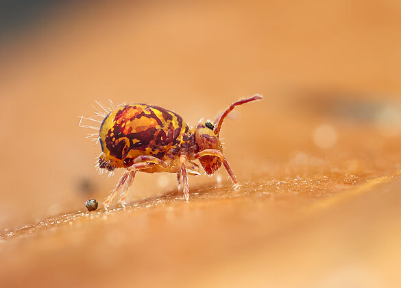 Auch kleine Kugelspringer müssen mal...