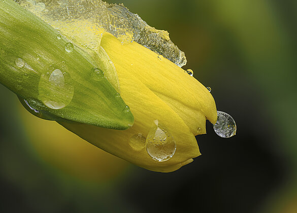 Winter trifft auf Frühling