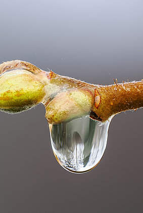 Knospe, bereit für den Frühling