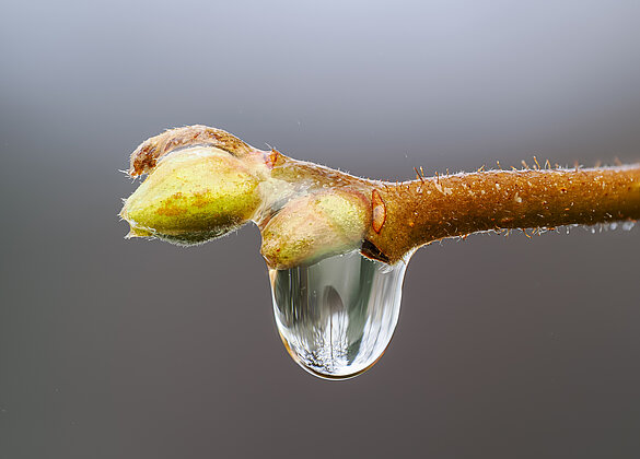 Knospe, bereit für den Frühling