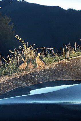 Wildhasentreffen