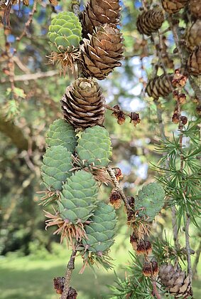 Wunder Natur alt/neu