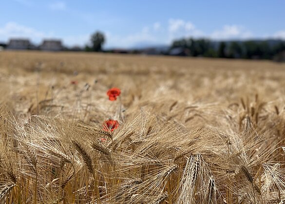 Sommersonnwende im Kornfeld