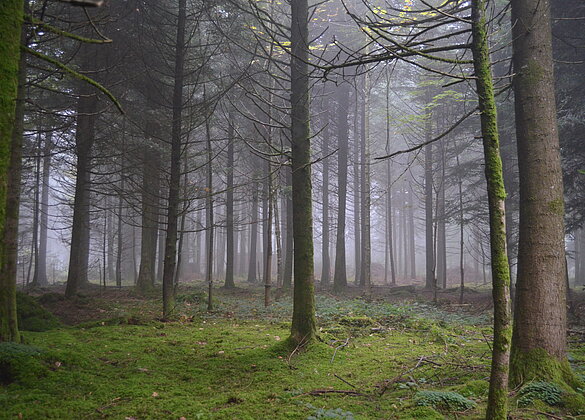 Mystischer Waldspaziergang am Morgen des 1.Oktobers.