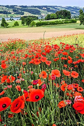 Mohnblumen
