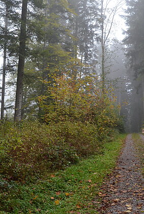 Herbist im Wanger Tannwald.