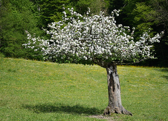 Alter Baum aber in voller Blühte